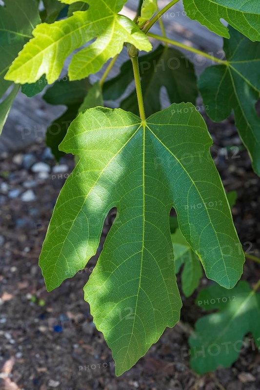 Leaf on a fig tree (Ficus carica), leaf, North Rhine-Westphalia, Germany