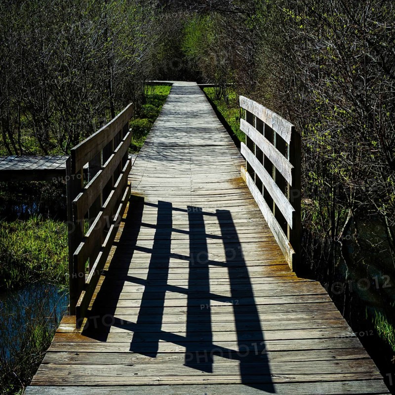 A tranquil wooden boardwalk leads through the park, bordered by lush greenery and trees. Sunlight casts long shadows, creating a peaceful atmosphere for nature lovers. France