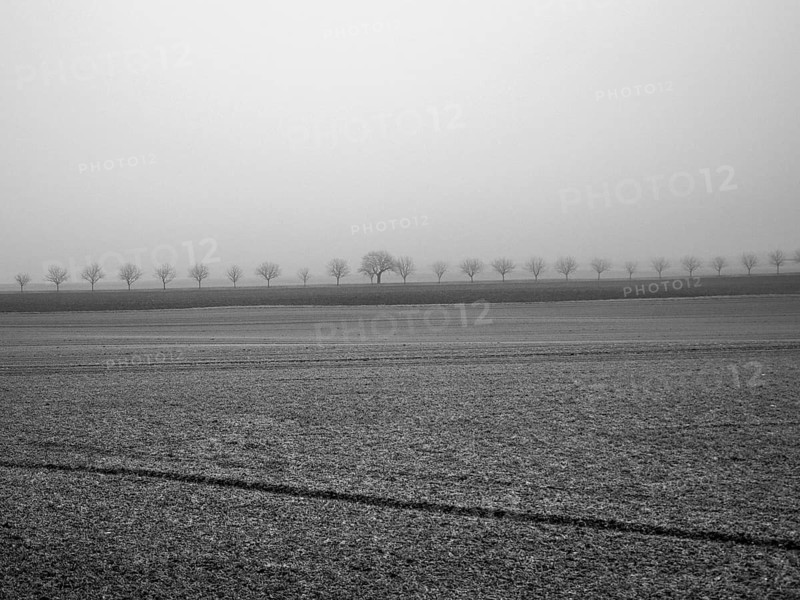 A peaceful winter morning features a thick fog that blankets the landscape, revealing silhouettes of trees at the horizon and bare, Allier, France