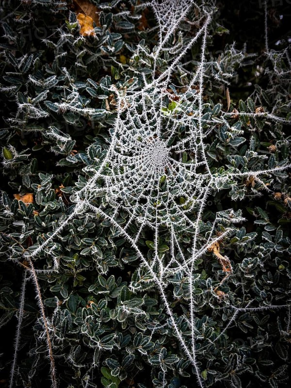 Delicate spider web, coated in frost, glistens under the bright winter sun. It hangs gracefully among rich green leaves, showcasing intricate patterns and beautiful contrasts