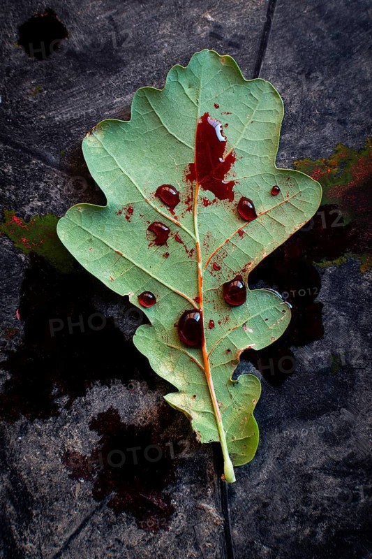 An oak leaf lies on a dark surface, enhanced by striking red droplets that resemble blood. The natural texture contrasts beautifully with the shadowy backdrop