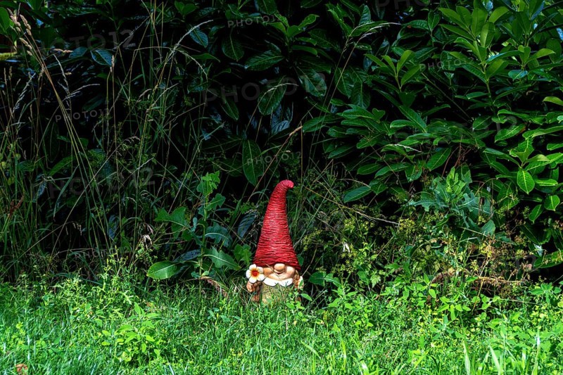 A charming ceramic garden gnome with a red hat sits among tall grass and vibrant foliage in a serene backyard. The sunlight highlights the gnome's joyful expression. France