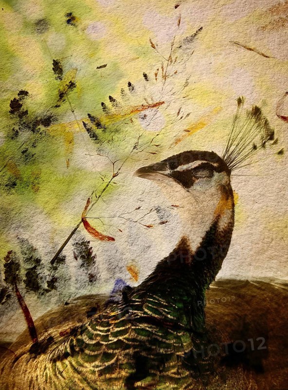 A peacock poses gracefully, highlighting its vibrant plumage and elegant neck against a softly blurred natural backdrop filled with gentle colors and leaf patterns