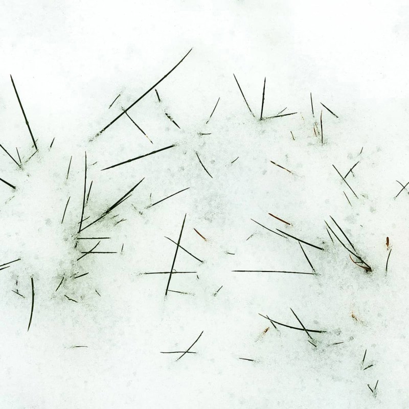 Serene winter landscape showcases scattered pine needles on a soft blanket of freshly fallen snow, creating a peaceful and harmonious natural environment