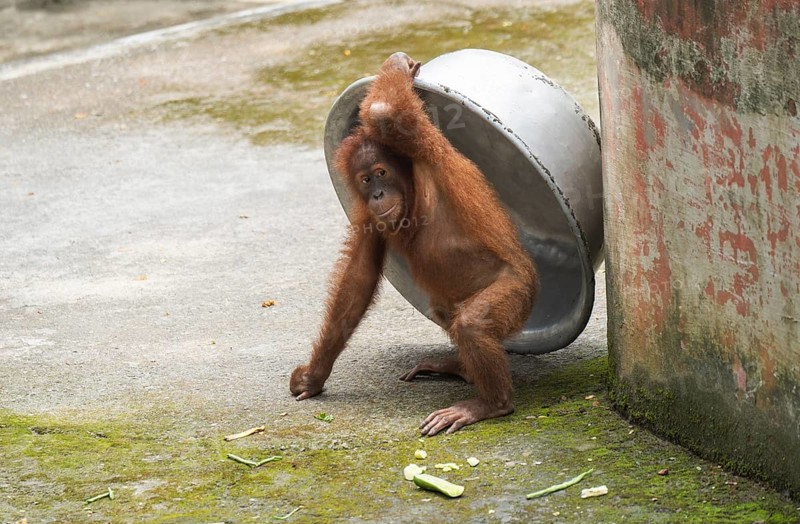 An orangutan uses a large aluminum bowl to shield itself from the sun during a hot summer day inside its enclosure at Assam State Zoo in Guwahati, India, on July 16, 2025