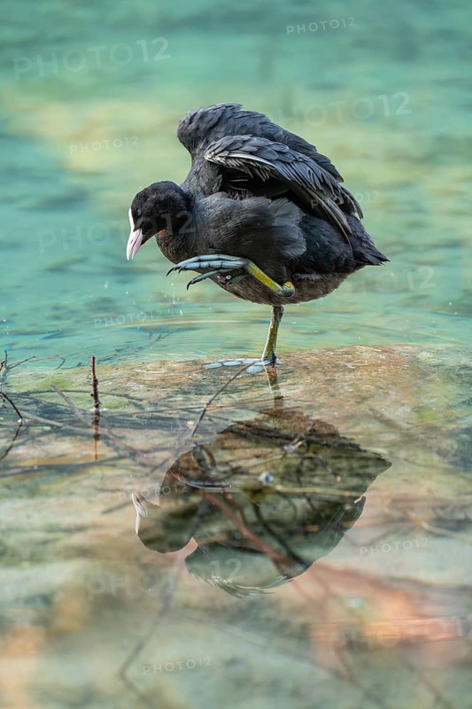 Eurasian Coot at the Hintersee near Ramsau in Berchtesgadener Land washing and a reflection in the crystal clear water of the lake