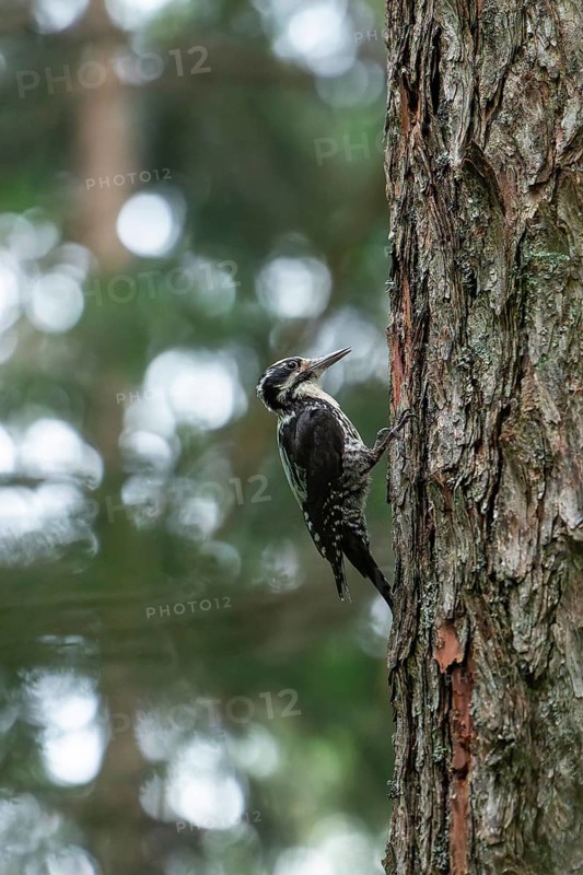 Three-toed woodpecker foraging in the Bavarian Alps