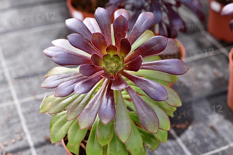 Close up of 'Aeonium Arboreum' succulent with green and dark purple leaves. Decorative rosette-shaped plant in pot