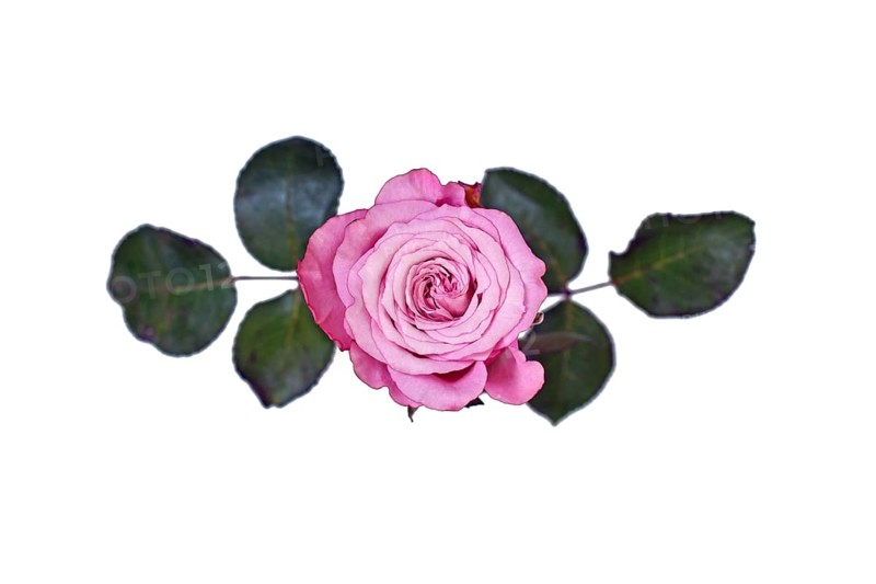 Top view of single pink rose flower on white background