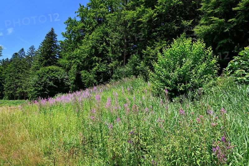 Rosebay Willowherb wildflowers and forest along hiking trail near Schwarzenbach Dam in the Black Forest. Summer landscape near Forbach, Germany