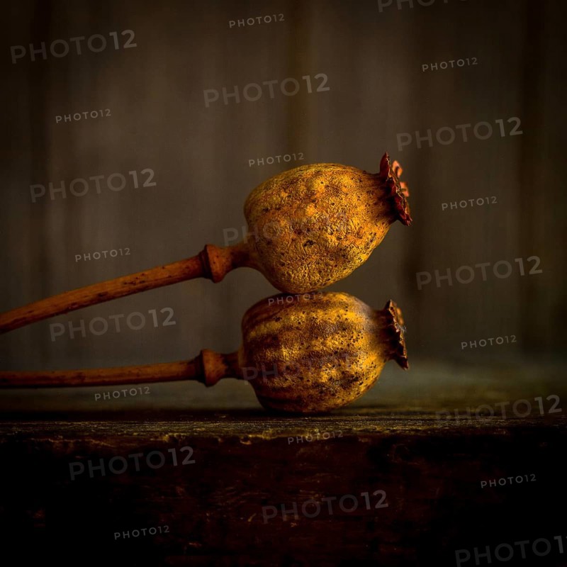 Two dried poppy seed heads are elegantly positioned with their stems intertwined, showcasing their unique textures and colors against a softly lit, rustic background