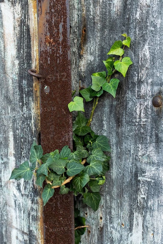 A healthy ivy plant thrives as it climbs through the cracks of weathered wood and rusty metal, showcasing nature's resilience in an outdoor environment