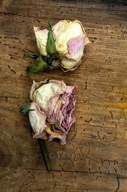 Two dried pink roses rest on a weathered wooden surface, showcasing their delicate petals and hints of green leaves. This arrangement evokes feelings of nostalgia and timeless beauty