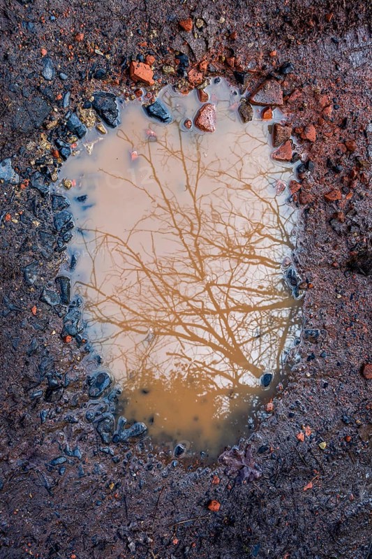 A puddle reflects a bare tree above, surrounded by muddy soil and scattered stones. The scene captures the beauty of a recent rain
