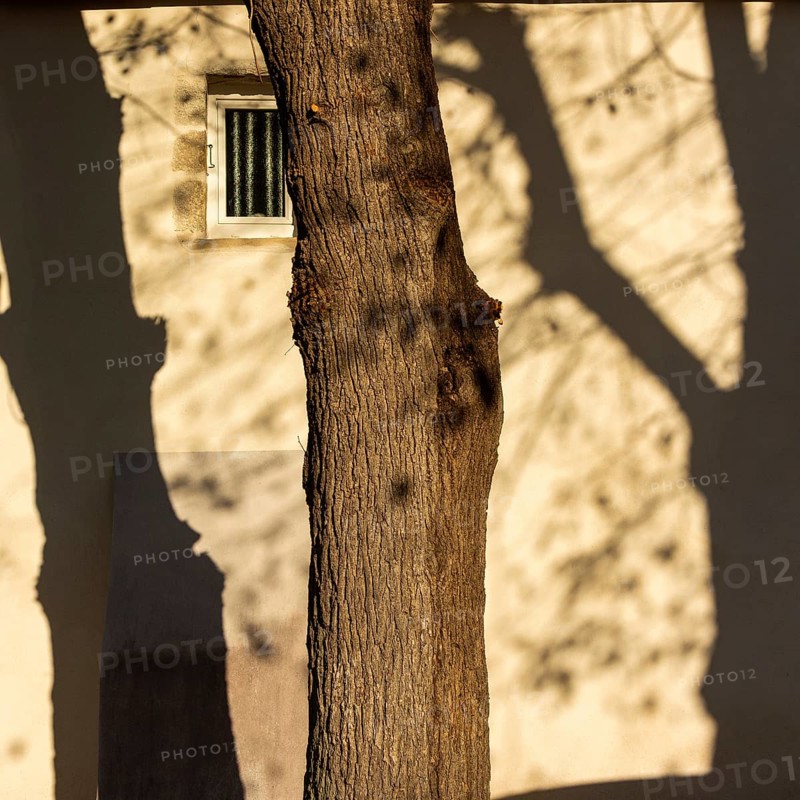 A large tree casts intricate shadows on a weathered wall, illuminated by the warm light of the setting sun, creating a tranquil ambiance in a peaceful environment. France