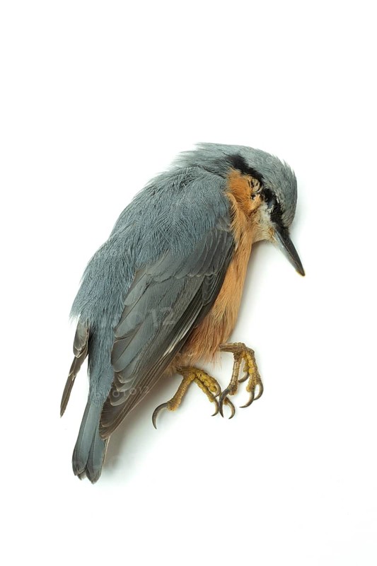 A nuthatch bird is seen resting on a simple white surface, displaying its striking gray and orange plumage. Its unique features and claws are highlighted in this composition