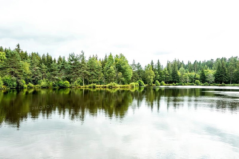 A peaceful lakeside scene showcases vibrant green trees surrounding a serene body of water. Puy de Dome. Auvergne Rhone Alpes. France