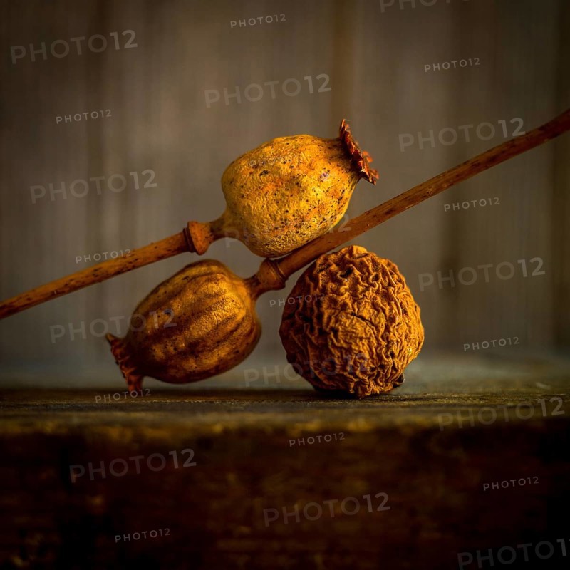 Three dried poppy seed heads are positioned with their stems intertwined
