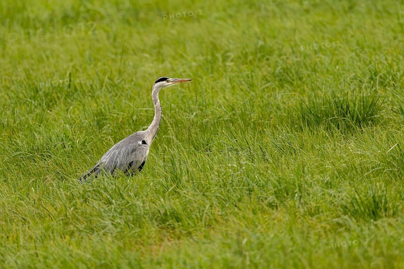 Grey heron (Ardea cinerea), Vulkaneifel, Rhineland-Palatinate, Germany