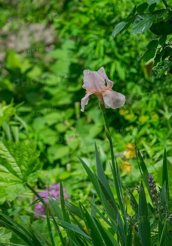German iris (Iris ×germanica), North Rhine-Westphalia, Germany