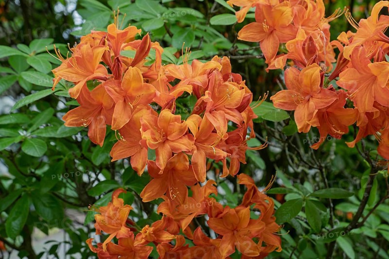 Orange-coloured flowers of the azalea (Azalea), North Rhine-Westphalia, Germany