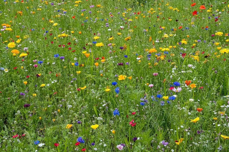Colourful flower meadow, Münsterland, North Rhine-Westphalia, Germany