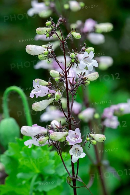 Bearded thread (Penstemon), Netherlands