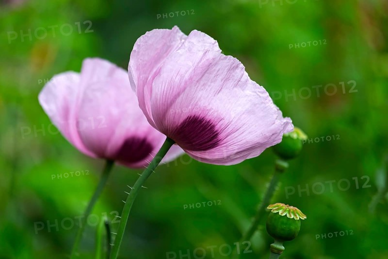 Opium poppy (Papaver somniferum), North Rhine-Westphalia, Germany
