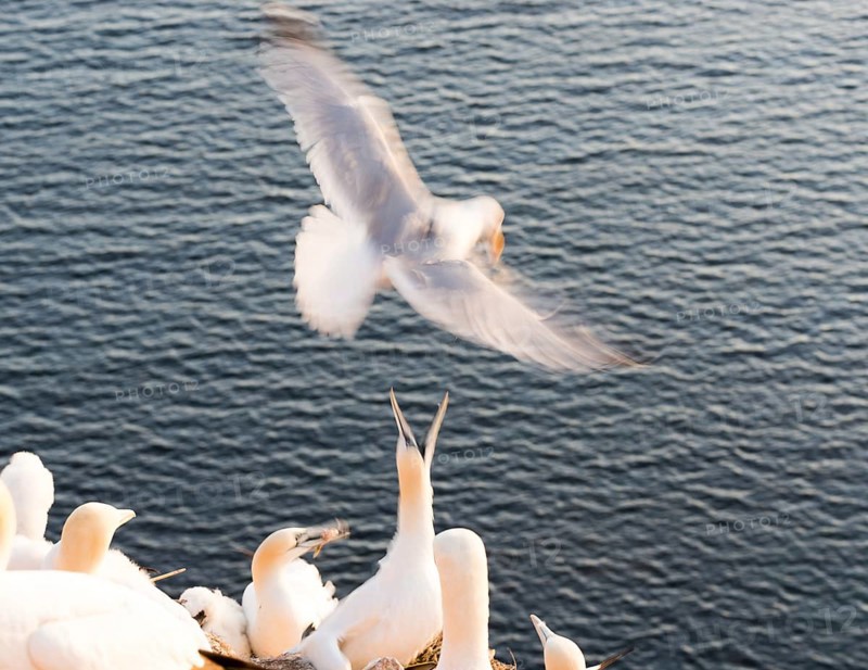 A herring gull (Larus argentatus) flies over the gannet colony and wants to land, a gannet (Morus bassanus, syn.: Sula bassana) fends it off with its beak wide open, several other gannets sit around it, dynamic image with motion blur, threatening gesture, breeding, defence, sea with small waves in the background, guillemot cliffs, North Sea island of Helgoland, Schleswig-Holstein, Germany