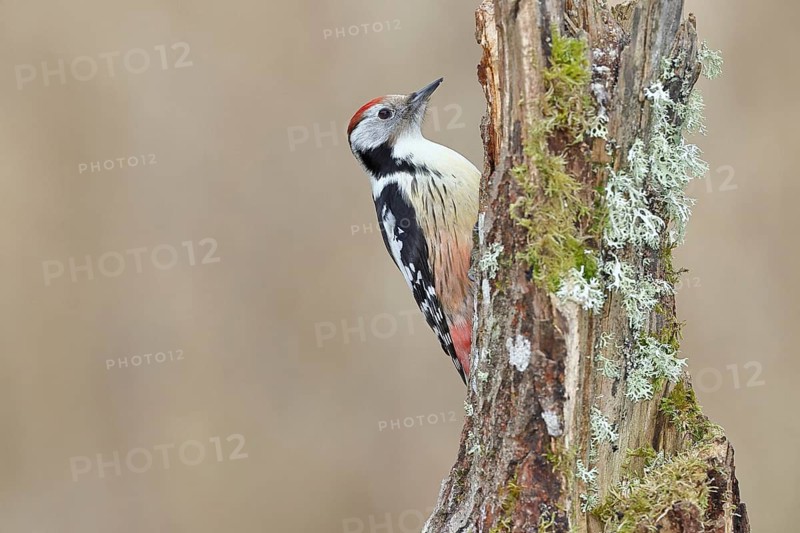 Middle spotted woodpecker (Dendrocopos medius) foraging on a tree stump overgrown with moss and lichen, Wildlife, Woodpeckers, Birds, Nature photography, Wilnsdorf, North Rhine-Westphalia, Germany