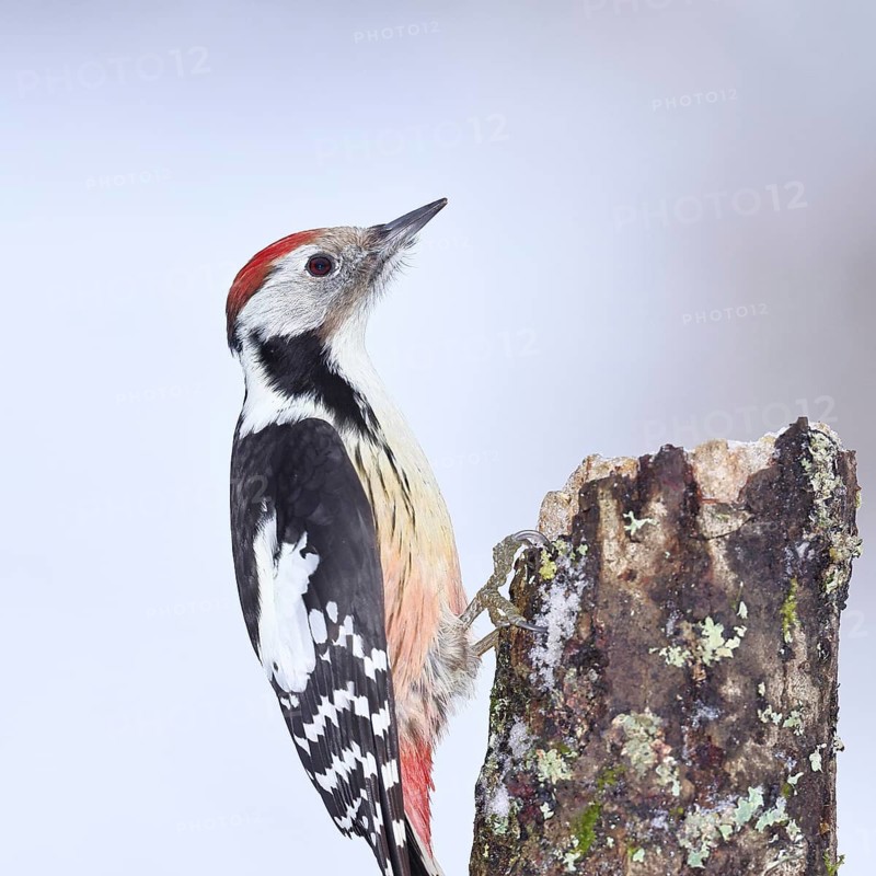 Middle spotted woodpecker (Dendrocopos medius) foraging on the trunk of a grey birch (Betula populifolia), animal portrait, Wilnsdorf, North Rhine-Westphalia, Germany