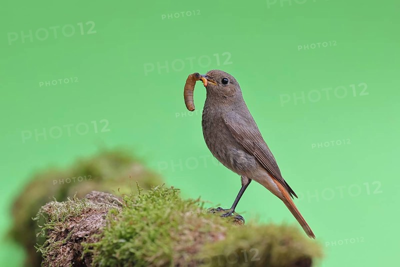 Black redstart (Phoenicurus ochruros), with a caterpillar as prey in its beak on a moss-covered tree stump in a garden, Wilnsdorf, North Rhine-Westphalia, Germany