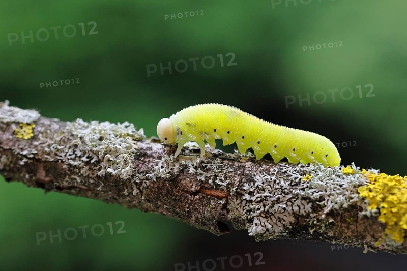 Birch Sawfly, Birch Button Hornworm Wasp (Cimbex femoratus), Birch Sawfly (Symphyta), Birch Button Hornworm Wasp, Larva crawling on a branch covered with lichen, Close-up, Other animals, Insects, Animals, Wilnsdorf, North Rhine-Westphalia, Germany
