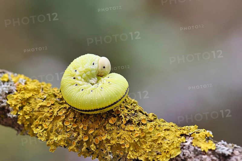 Birch Sawfly, Birch Button Hornworm Wasp (Cimbex femoratus), Birch Sawfly (Symphyta), Birch Button Hornworm Wasp, Larva curled up on a branch covered with lichen, Close-up, Other animals, Insects, Animals, Wilnsdorf, North Rhine-Westphalia, Germany