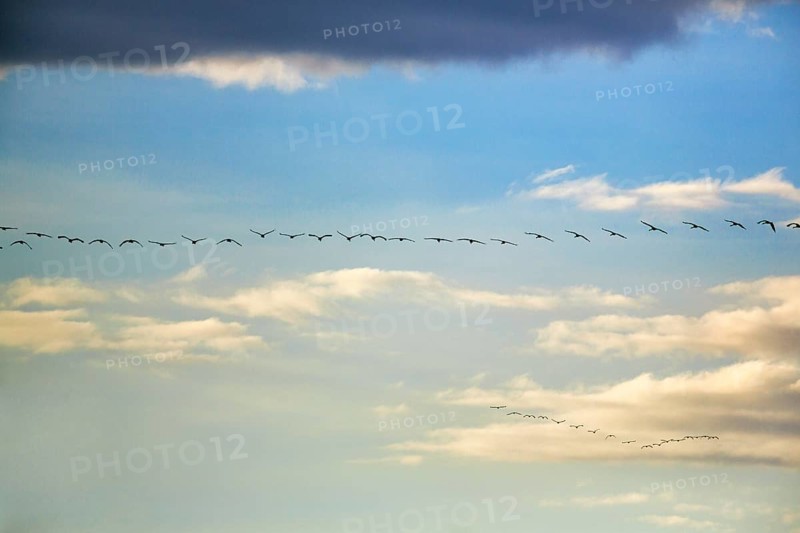 Cranes flying side by side, grey crane (Grus grus), bird migration in the evening sky, Rehdener Geestmoor, Diepholzer Moorniederung, Dümmer nature park Park, Diepholz, Lower Saxony, Germany