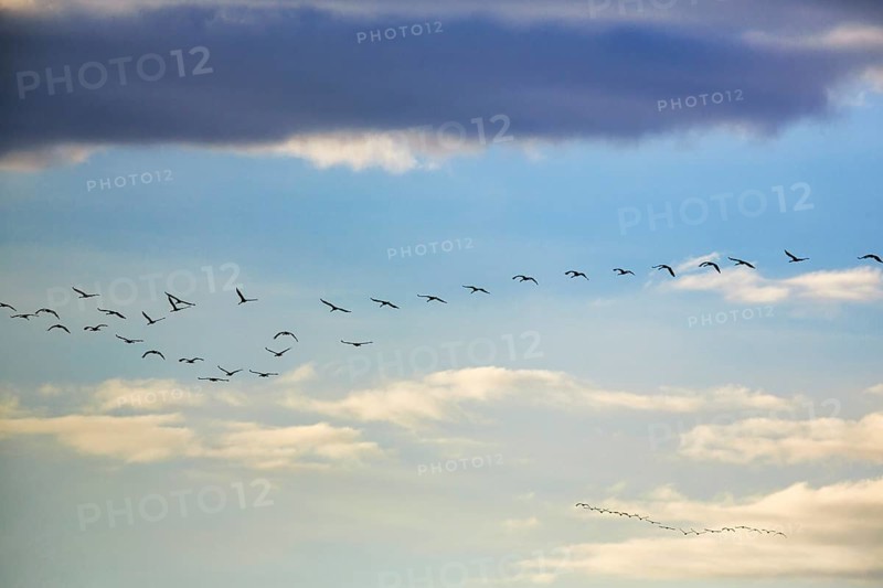 Cranes flying, grey crane (Grus grus), bird migration in the evening sky, Rehdener Geestmoor, Diepholzer Moorniederung, Dümmer nature park Park, Diepholz, Lower Saxony, Germany