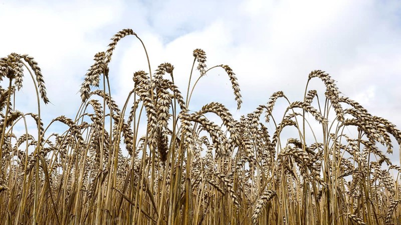 Wheat with ripe ears, Naumburg, 26.07.2025