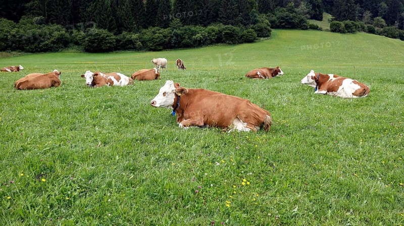 Cows lying in a meadow in the Allgäu, Pfronten, 30.07.2025