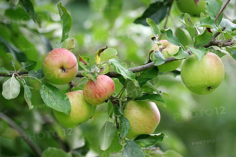 Apple tree (Malus domestica), Apple, Harvest, Garden, Germany, Little by little the apples ripen on the tree