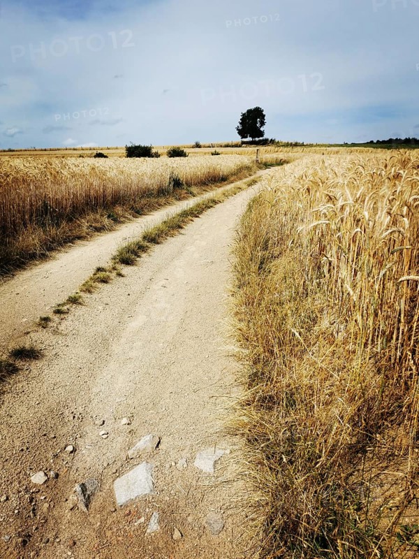 A winding dirt road meanders through expansive golden wheat fields, framed by a vast cloudy sky. A lone tree in the distance enhances the serene beauty of the rural landscape. France