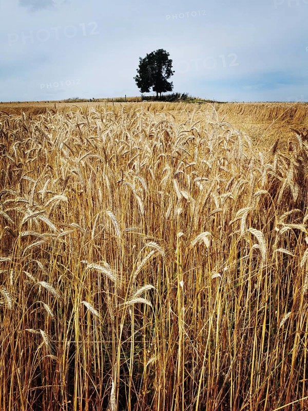 A vast golden wheat field fills the landscape, showcasing a solitary tree in the background near a rustic structure, all set beneath a cloudy sky that hints at possible rain. France