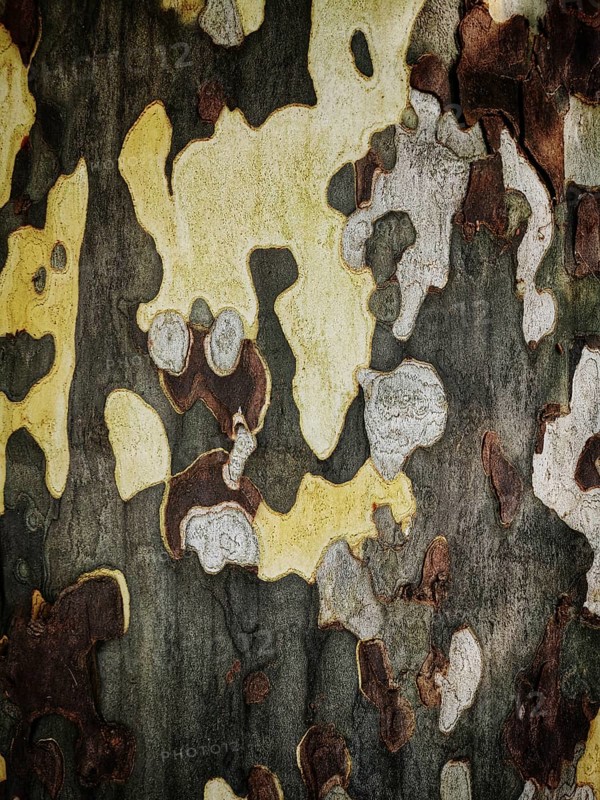 Intricate patterns of yellow, gray, and brown adorn tree bark, highlighting the natural beauty of forest textures. This close-up reveals the diversity and richness of woodland flora