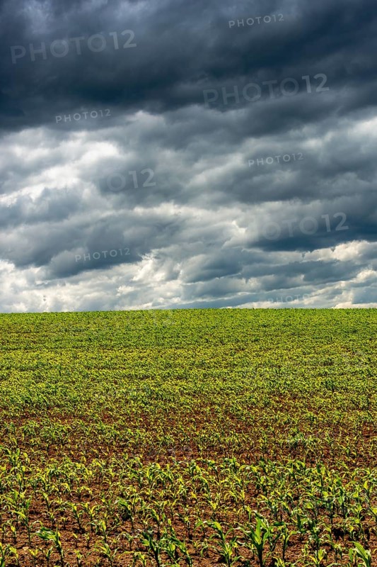 A green field of young corn shoots stretches across the landscape, Puy de Dome, Auvergne Rhone Alpes, France