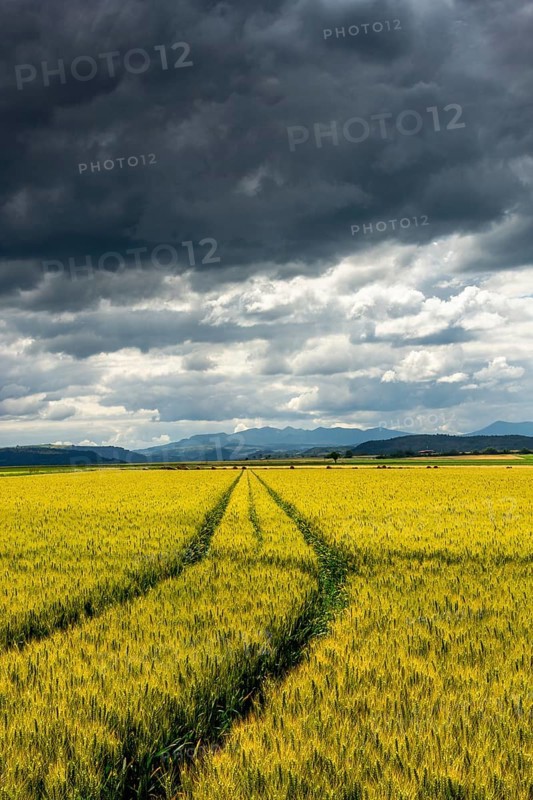 A vast field of wheat stretches out under a sky filled with dark clouds. Puy de Dome, Auvergne Rhone Alpes, France
