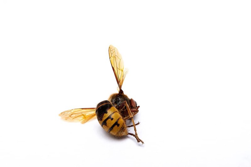 Dead hornet on white background