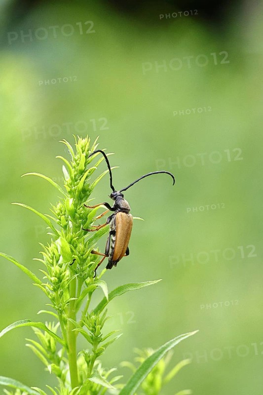 Red-necked buck (Stictoleptura rubra), male, on European goldenrod (Solidago), close-up, Wilnsdorf, North Rhine-Westphalia, Germany
