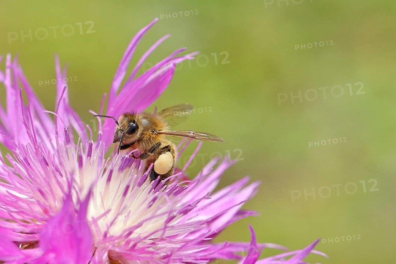 European honeybee (Apis mellifera), with pollen pellets, collecting nectar from a flower of the meadow knapweed or common knapweed (Centaurea jacea), macro photograph, Wilnsdorf, North Rhine-Westphalia, Germany