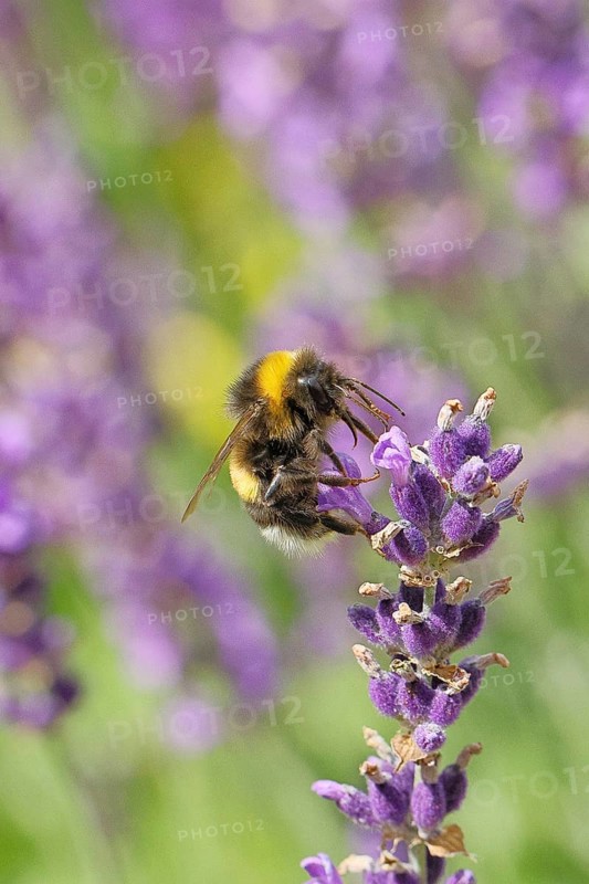 Ground bumblebee (Bombus terrestris), on a lavender flower (Lavandula angustifolia), macro photograph, bokeh in the background, Wilnsdorf, North Rhine-Westphalia, Germany