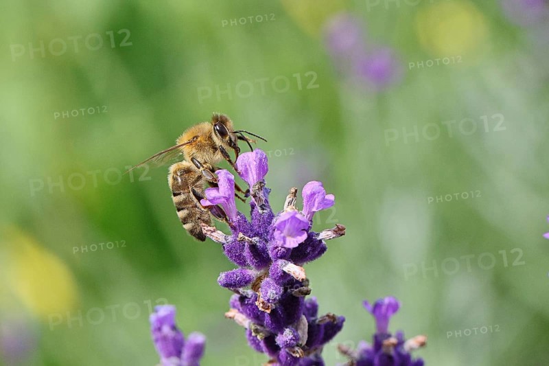 Honey bee (Apis mellifera) on a lavender flower (Lavandula angustifolia), macro photograph, Wilnsdorf, North Rhine-Westphalia, Germany