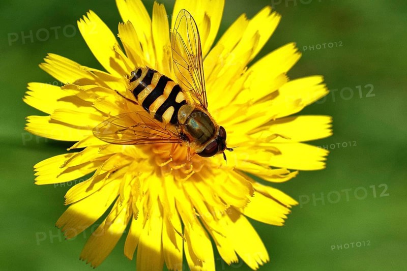 Garden hoverfly (Syrphus ribesii) on Hieracium lachenalii, Picris hieracioides (Picris hieracioides), close-up, Wilnsdorf, North Rhine-Westphalia, Germany